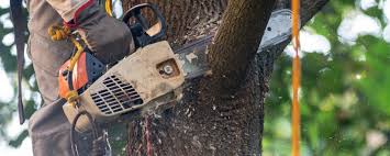 Why Choose Our Tree Removal Services in Sewalls Point, FL?