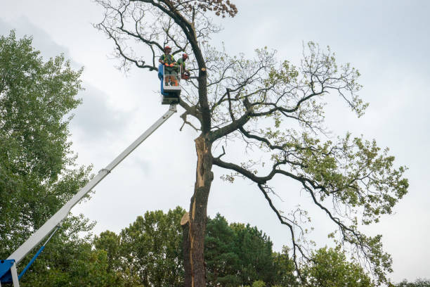 Mulching Services in Sewalls Point, FL