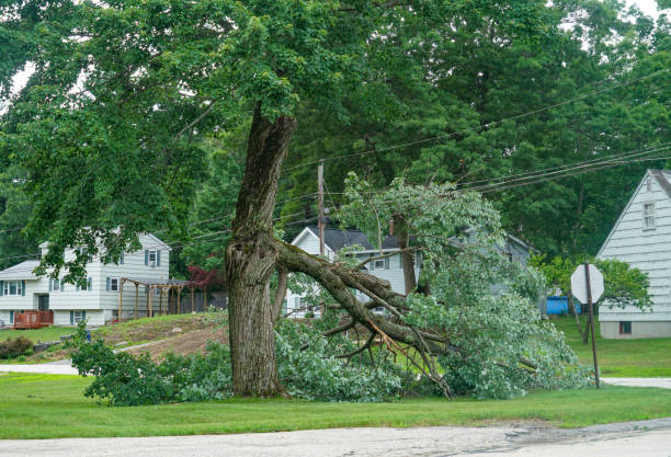 Sewalls Point, FL  Tree Services Company