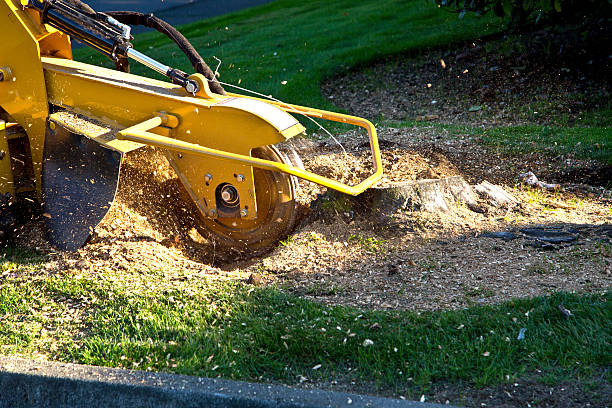 Leaf Removal in Sewalls Point, FL